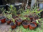 Lonicera haagplanten, Ophalen