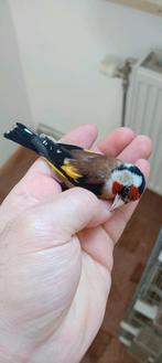 Puttertje 70€ klein formaat, Dieren en Toebehoren, Ophalen