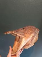 Opgezette vis schedel, Verzamelen, Dierenverzamelingen, Ophalen of Verzenden, Zo goed als nieuw, Schedel