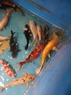 20 grote Japanse kois