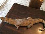 krokodil taxidermi, Verzamelen, Ophalen of Verzenden, Zo goed als nieuw, Reptiel of Amfibie