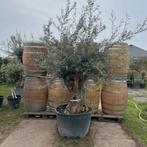 Olijfbomen olea europaea!, Tuin en Terras, Planten | Bomen, Ophalen of Verzenden