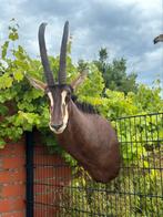 Top taxidermie sabelantilope, Ophalen of Verzenden