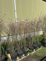 Amelanchier lamarckii krenten boom 160-180 cm meerstammig, Jardin & Terrasse, Plantes | Arbustes & Haies, 100 à 250 cm, Enlèvement