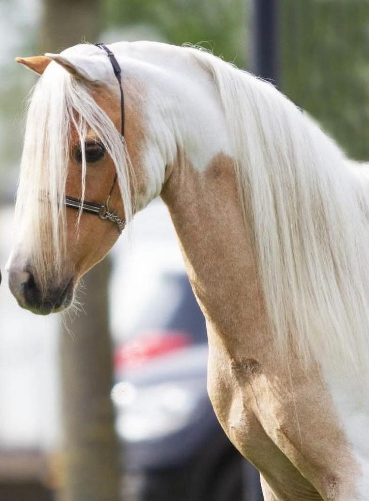 Hengst,kampioen,ster,prefent,NMPRS,minipaard,pony, Dieren en Toebehoren, Pony's, Hengst, Niet van toepassing, A pony (tot 1.17m)