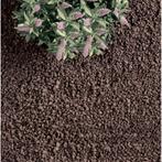 bodembedekker, Tuin en Terras, Planten | Tuinplanten, Ophalen