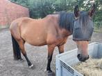 Klein paard te koop - 6jr - 1,50m, Dieren en Toebehoren, Paarden