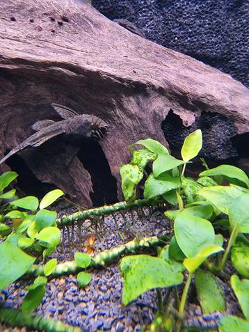 Cherche ancistrus femelle, Dieren en Toebehoren