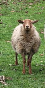 Jonge voskop ooi 6 maanden, vaste prijs, Dieren en Toebehoren, Schapen, Geiten en Varkens