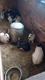 Jonge konijnen te koop, Dieren en Toebehoren, Konijnen, Groot