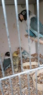 Personata.s te koop, Dieren en Toebehoren, Vogels | Parkieten en Papegaaien