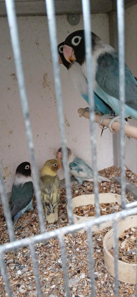 Personata.s te koop, Dieren en Toebehoren, Vogels | Parkieten en Papegaaien