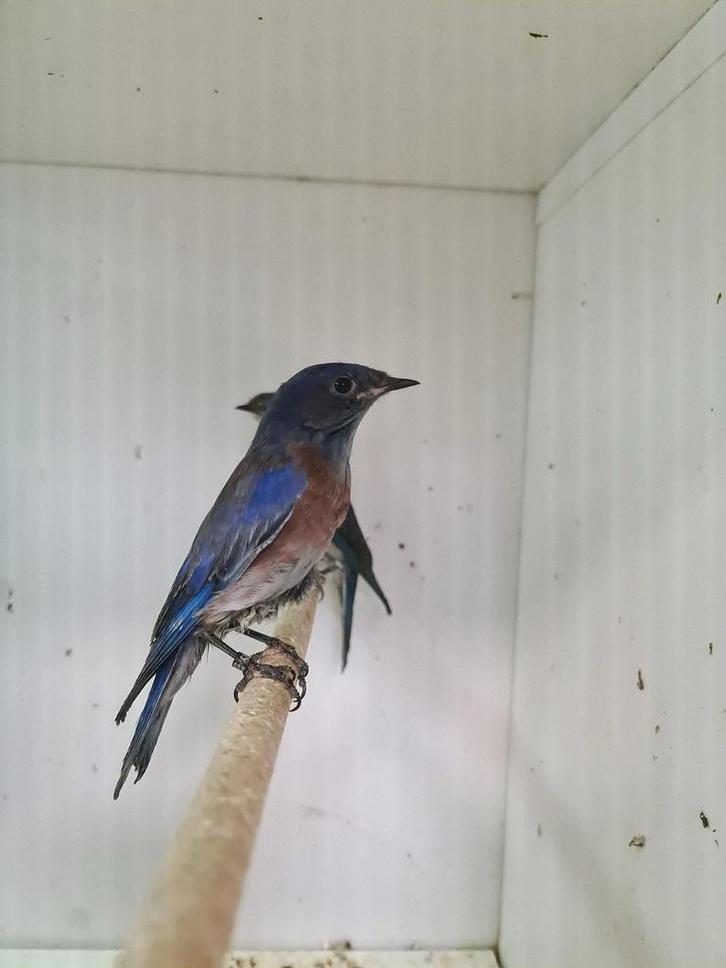 1-1 blauwkeel sialia ( in nl ), Dieren en Toebehoren, Vogels | Overige Vogels, Tropenvogel, Meerdere dieren, Geringd