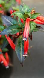 Grote pot Lucifer plant, lees beschrijving, Tuin en Terras, Planten | Tuinplanten, Volle zon, Vaste plant, Lente, Ophalen