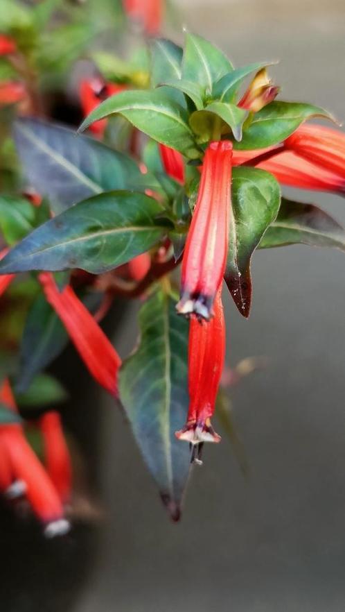 Grote pot Lucifer plant, lees beschrijving, Tuin en Terras, Planten | Tuinplanten, Vaste plant, Overige soorten, Volle zon, Lente