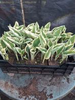 Hosta in P9 pot, prachtige planten, Tuin en Terras, Ophalen