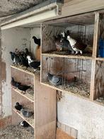 Duiven, Dieren en Toebehoren