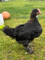 Zwart koperhals marans haan, Dieren en Toebehoren, Pluimvee
