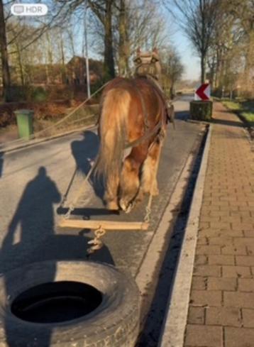 Trekpaard, Dieren en Toebehoren, Paarden, Gechipt, Hengst, 3 tot 6 jaar, Recreatiepaard