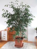 ficus kamerplant met pot (200cm), Huis en Inrichting, Kamerplanten, Ficus, Halfschaduw, In pot, 200 cm of meer
