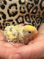 Dwergpapegaai baby handtam, Dieren en Toebehoren, Vogels | Parkieten en Papegaaien, Tam