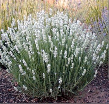 Witte lavendel beschikbaar voor biedingen