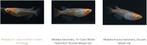 Medaka Tri-color Azuma, Oryzias latipes var, Animaux & Accessoires, Poissons | Poissons d'aquarium