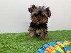 Yorkshire Terrier Pup