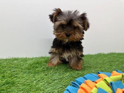 Yorkshire Terrier Pup, Dieren en Toebehoren, Honden | Jack Russells en Terriërs, Teef, Yorkshire Terriër, Fokker | Professioneel