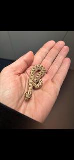 Haakneus nkjes, Dieren en Toebehoren, Slang, Tam, 0 tot 2 jaar