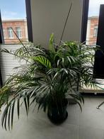 Beautiful palm tree, Huis en Inrichting, Kamerplanten, Ophalen, Palm