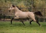 Super gave valk pre/andalusier cruzado ruin, Minder dan 160 cm, Ruin, Dressuurpaard, 3 tot 6 jaar