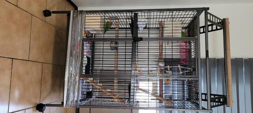 Agapornis koppel met groot vogelkooi, Dieren en Toebehoren, Vogels | Overige Vogels, Tropenvogel, Meerdere dieren, Tam, Geringd