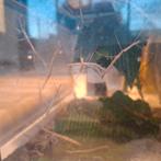 Wandelende takken 1€/stuk