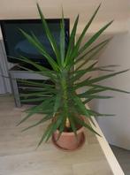 Jonge Yuccaplanten in pot, Huis en Inrichting, Kamerplanten, Ophalen, In pot, Yucca, 150 tot 200 cm