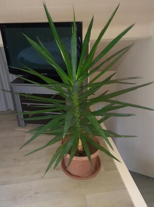 Jonge Yuccaplanten in pot, Huis en Inrichting, Kamerplanten, Yucca, 150 tot 200 cm, Groene kamerplant, In pot, Ophalen
