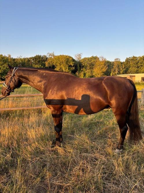 Knappe KWPN ruin, Dieren en Toebehoren, Paarden, Ruin, L, 160 tot 165 cm, 11 jaar of ouder, Dressuurpaard, Met stamboom, Gechipt