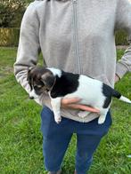 Mooie Jack Russel pups, Dieren en Toebehoren, Honden | Jack Russells en Terriërs, België, Jack Russell Terriër, CDV (hondenziekte)