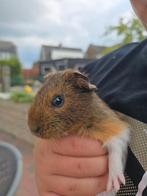 Zeugje, Dieren en Toebehoren, Knaagdieren, Cavia, Juni, Vrouwelijk, Tam