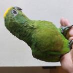Geelvoorhoofd Amazone Papegaai, Dieren en Toebehoren, Papegaai, Geringd