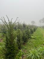 Taxus, Enlèvement, Taxus, Haie, Moins de 100 cm