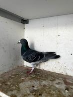 Mannelijke duif 2025, Dieren en Toebehoren, Vogels | Duiven