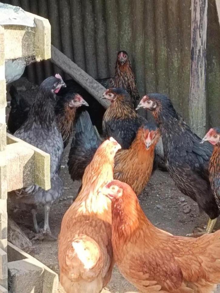 zwarte leghennen harco vanaf 9 euro 0499/082381, Dieren en Toebehoren, Pluimvee, Kip, Vrouwelijk