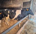 Holstein dekstier, Dieren en Toebehoren, Runderen