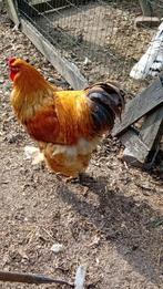 Buf brama haan, Dieren en Toebehoren, Pluimvee, Mannelijk, Kip
