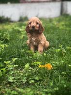 Cockapoo pupjes bij ons geboren, Dieren en Toebehoren, België, CDV (hondenziekte), 8 tot 15 weken, Meerdere