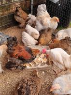 Brahma kriel (kleine versie) haantjes, Dieren en Toebehoren, Pluimvee