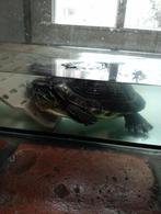 1 Waterschildpad+ aquarium