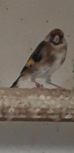 Distelvink