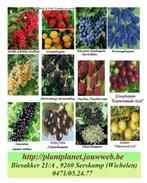 PROMO ALLERHANDE KLEINFRUIT: 5€/Stuk,  ACTIE 5 VOOR 20€ !!!, Tuin en Terras, Vaste plant, Fruitplanten, Ophalen of Verzenden, Lente